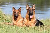 BERGER ALLEMAND 739